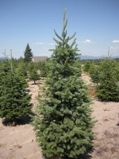 Subalpine Fir